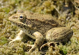 Cyprus Water Frog